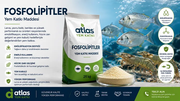 Fosfolipitler