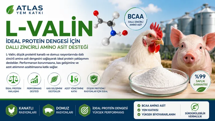 L-Valin