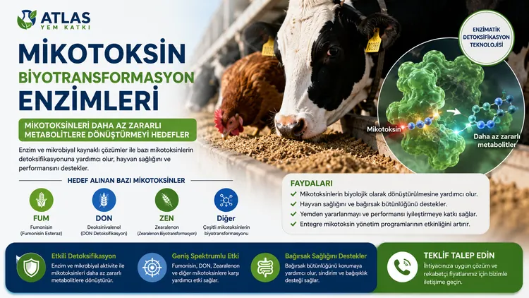 Mikotoksin Biyotransformasyon Enzimleri