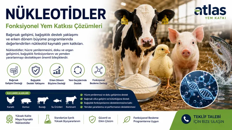 Nükleotidler