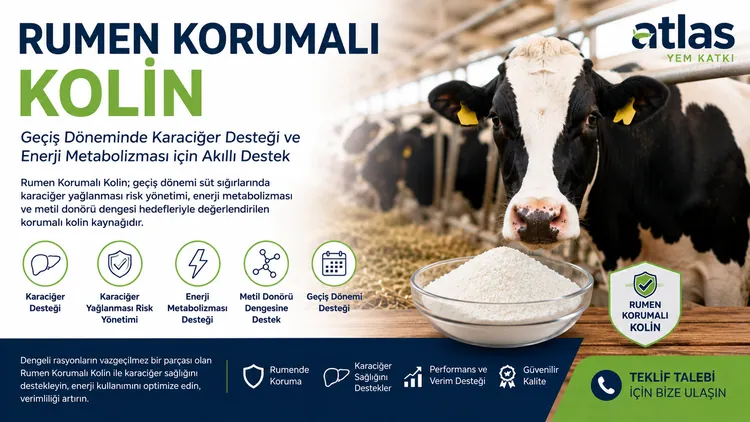 Rumen Korumalı Kolin
